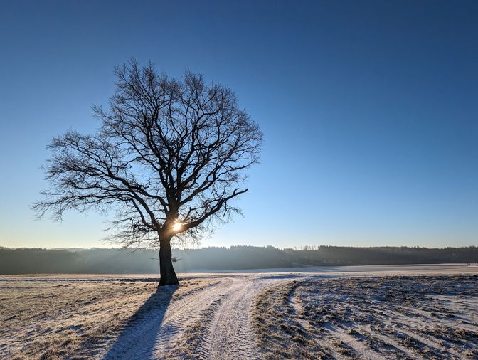 Ein blattloser Baum im Gegenlicht der Sonne fotografiert. Der Himmel ist wolkenlos, ein Feldweg führt zum Baum. Im 
Hintergrund ist am Horizont Wald zu sehen