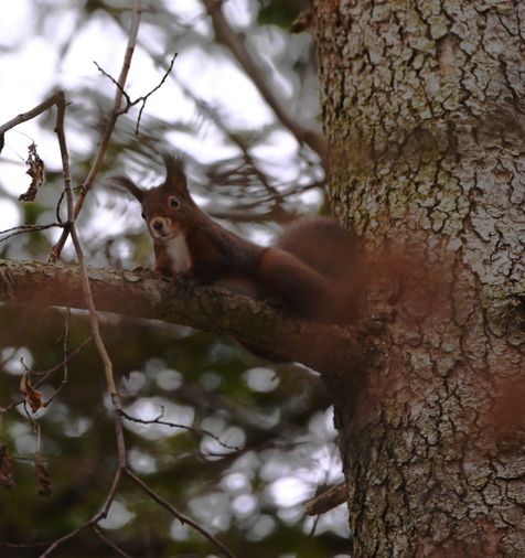 Ein rotes Eichhörnchen schaut von einem Ast misstrauisch nach unten, um abzuchecken, ob der Fotograf dort unten 
endlich mal abhaut....