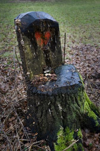 Ein Baumstamm, der mit Hilfe einer Kettensäge zum Stuhl mit Lehne gemacht wurde. Auf der Sitzfläche wachsen Pilze, 
die Lehne wurde mit einem roten Herz bemalt.