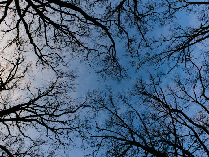 Blick von unten in ein "Blätterdach". Da es Winter ist, sieht man aber nur die Äste als 
Silhouette