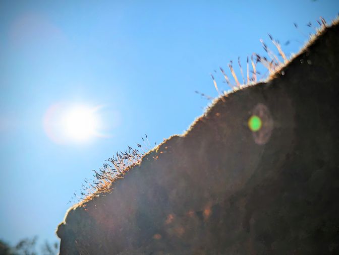 Diagonal durch das Bild verläuft eine Mauer, auf der Moos wächst. Es leuchtet im Gegenlicht der 
Sonne